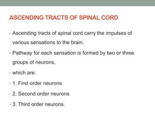 ASCENDING TRACTS OF SPINAL CORD
• Ascending tracts of spinal cord carry the impulses of
various sensations to the brain.
• Pathway for each sensation is formed by two or three
groups of neurons,
• which are:
• 1. First order neurons
• 2. Second order neurons
• 3. Third order neurons.
 