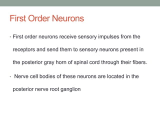 First Order Neurons
• First order neurons receive sensory impulses from the
receptors and send them to sensory neurons present in
the posterior gray horn of spinal cord through their fibers.
• Nerve cell bodies of these neurons are located in the
posterior nerve root ganglion
 