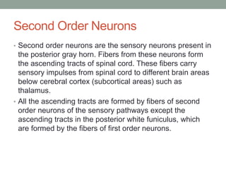 Second Order Neurons
• Second order neurons are the sensory neurons present in
the posterior gray horn. Fibers from these neurons form
the ascending tracts of spinal cord. These fibers carry
sensory impulses from spinal cord to different brain areas
below cerebral cortex (subcortical areas) such as
thalamus.
• All the ascending tracts are formed by fibers of second
order neurons of the sensory pathways except the
ascending tracts in the posterior white funiculus, which
are formed by the fibers of first order neurons.
 