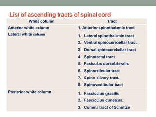 List of ascending tracts of spinal cord
White column Tract
Anterior white column 1. Anterior spinothalamic tract
Lateral white column 1. Lateral spinothalamic tract
2. Ventral spinocerebellar tract.
3. Dorsal spinocerebellar tract
4. Spinotectal tract
5. Fasiculus dorsolateralis
6. Spinoreticular tract
7. Spino-olivary tract.
8. Spinovestibular tract
Posterior white column 1. Fasciculus gracilis
2. Fasciculus cuneatus.
3. Comma tract of Schultze
 