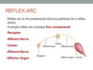 REFLEX ARC
• Reflex arc is the anatomical nervous pathway for a reflex
action.
• A simple reflex arc includes five components
• Receptor
• Afferent Nerve
• Center
• Efferent Nerve
• Effector Organ
 