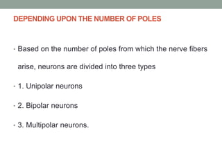 DEPENDING UPON THE NUMBER OF POLES
• Based on the number of poles from which the nerve fibers
arise, neurons are divided into three types
• 1. Unipolar neurons
• 2. Bipolar neurons
• 3. Multipolar neurons.
 