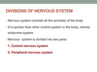 DIVISIONS OF NERVOUS SYSTEM
• Nervous system controls all the activities of the body.
• It is quicker than other control system in the body, namely
endocrine system.
• Nervous system is divided into two parts:
• 1. Central nervous system
• 2. Peripheral nervous system
 