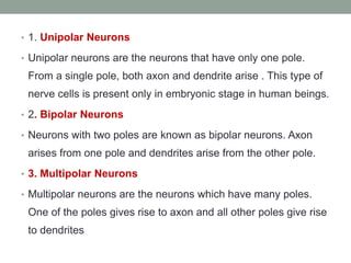 • 1. Unipolar Neurons
• Unipolar neurons are the neurons that have only one pole.
From a single pole, both axon and dendrite arise . This type of
nerve cells is present only in embryonic stage in human beings.
• 2. Bipolar Neurons
• Neurons with two poles are known as bipolar neurons. Axon
arises from one pole and dendrites arise from the other pole.
• 3. Multipolar Neurons
• Multipolar neurons are the neurons which have many poles.
One of the poles gives rise to axon and all other poles give rise
to dendrites
 