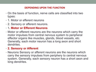 • On the basis of function, nerve cells are classified into two
types:
• 1. Motor or efferent neurons
• 2. Sensory or afferent neurons.
• 1. Motor or Efferent Neurons
• Motor or efferent neurons are the neurons which carry the
motor impulses from central nervous system to peripheral
effector organs like muscles, glands, blood vessels, etc.
Generally, each motor neuron has a long axon and short
dendrites.
• 2. Sensory or Afferent
• Neurons Sensory or afferent neurons are the neurons which
carry the sensory impulses from periphery to central nervous
system. Generally, each sensory neuron has a short axon and
long dendrites.
DEPENDING UPON THE FUNCTION
 