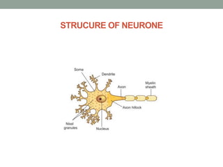 STRUCURE OF NEURONE
 