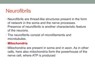 Neurofibrils
• Neurofibrils are thread-like structures present in the form
of network in the soma and the nerve processes.
Presence of neurofibrils is another characteristic feature
of the neurons.
• The neurofibrils consist of microfilaments and
microtubules.
• Mitochondria
• Mitochondria are present in soma and in axon. As in other
cells, here also mitochondria form the powerhouse of the
nerve cell, where ATP is produced
 