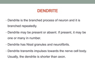 DENDRITE
• Dendrite is the branched process of neuron and it is
branched repeatedly.
• Dendrite may be present or absent. If present, it may be
one or many in number.
• Dendrite has Nissl granules and neurofibrils.
• Dendrite transmits impulses towards the nerve cell body.
Usually, the dendrite is shorter than axon.
 