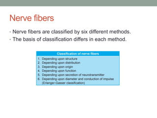 Nerve fibers
• Nerve fibers are classified by six different methods.
• The basis of classification differs in each method.
 