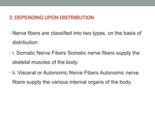 2. DEPENDING UPON DISTRIBUTION
• Nerve fibers are classified into two types, on the basis of
distribution:
• i. Somatic Nerve Fibers Somatic nerve fibers supply the
skeletal muscles of the body.
• ii. Visceral or Autonomic Nerve Fibers Autonomic nerve
fibers supply the various internal organs of the body.
 