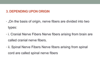 3. DEPENDING UPON ORIGIN
• „On the basis of origin, nerve fibers are divided into two
types:
• i. Cranial Nerve Fibers Nerve fibers arising from brain are
called cranial nerve fibers.
• ii. Spinal Nerve Fibers Nerve fibers arising from spinal
cord are called spinal nerve fibers
 