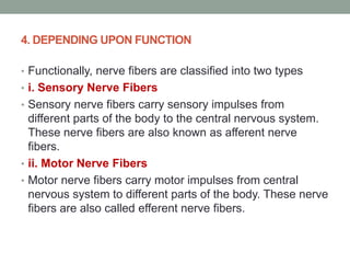 4. DEPENDING UPON FUNCTION
• Functionally, nerve fibers are classified into two types
• i. Sensory Nerve Fibers
• Sensory nerve fibers carry sensory impulses from
different parts of the body to the central nervous system.
These nerve fibers are also known as afferent nerve
fibers.
• ii. Motor Nerve Fibers
• Motor nerve fibers carry motor impulses from central
nervous system to different parts of the body. These nerve
fibers are also called efferent nerve fibers.
 