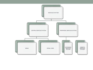 NERVOUS SYSYTEM
CENTRAL NERVOUS SYSTEM
BRAIN SPINAL CORD
PERIPHERAL NERVOUS SYSTEM
AUTONOMIC
NERVOUS
SYSTEM
SOMATIC
NERVOUS
SYSTEM
 