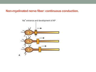 Non-myelinated nerve fiber: continuous conduction.
 