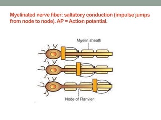 Myelinated nerve fiber: saltatory conduction (impulse jumps
from node to node).AP = Action potential.
 