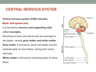 CENTRAL NERVOUS SYSTEM
Central nervous system (CNS) includes
Brain and spinal cord.
It is formed by neurons and supporting cells
called neuroglia.
Structures of brain and spinal cord are arranged in
two layers, namely gray matter and white matter.
Gray matter is formed by nerve cell bodies and the
proximal parts of nerve fibers, arising from nerve
cell body.
White matter is formed by remaining parts of nerve
fibers.
 