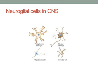 Neuroglial cells in CNS
 