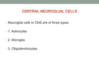 CENTRAL NEUROGLIAL CELLS
• Neuroglial cells in CNS are of three types:
• 1. Astrocytes
• 2. Microglia
• 3. Oligodendrocytes
 