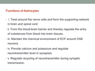 Functions of Astrocytes
• i. Twist around the nerve cells and form the supporting network
in brain and spinal cord
• ii. Form the blood-brain barrier and thereby regulate the entry
of substances from blood into brain tissues.
• iii. Maintain the chemical environment of ECF around CNS
neurons
• iv. Provide calcium and potassium and regulate
neurotransmitter level in synapses
• v. Regulate recycling of neurotransmitter during synaptic
transmission.
 