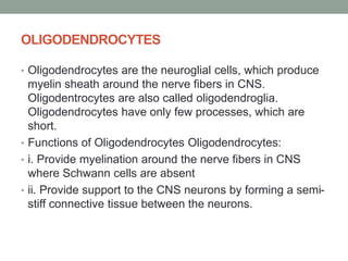 OLIGODENDROCYTES
• Oligodendrocytes are the neuroglial cells, which produce
myelin sheath around the nerve fibers in CNS.
Oligodentrocytes are also called oligodendroglia.
Oligodendrocytes have only few processes, which are
short.
• Functions of Oligodendrocytes Oligodendrocytes:
• i. Provide myelination around the nerve fibers in CNS
where Schwann cells are absent
• ii. Provide support to the CNS neurons by forming a semi-
stiff connective tissue between the neurons.
 