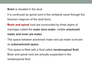 • Brain is situated in the skull.
• It is continued as spinal cord in the vertebral canal through the
foramen magnum of the skull bone.
• Brain and spinal cord are surrounded by three layers of
meninges called the outer dura mater, middle arachnoid
mater and inner pia mater.
• The space between arachnoid mater and pia mater is known
as subarachnoid space.
• This space is filled with a fluid called cerebrospinal fluid.
Brain and spinal cord are actually suspended in the
cerebrospinal fluid.
 