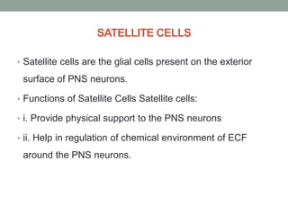 SATELLITE CELLS
• Satellite cells are the glial cells present on the exterior
surface of PNS neurons.
• Functions of Satellite Cells Satellite cells:
• i. Provide physical support to the PNS neurons
• ii. Help in regulation of chemical environment of ECF
around the PNS neurons.
 
