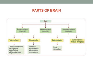 PARTS OF BRAIN
 