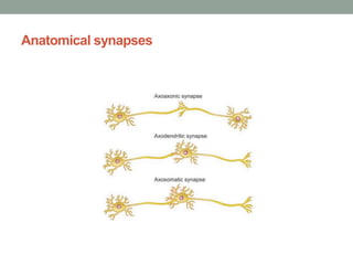 Anatomical synapses
 