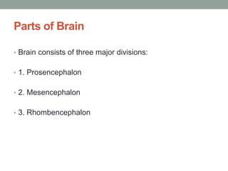 Parts of Brain
• Brain consists of three major divisions:
• 1. Prosencephalon
• 2. Mesencephalon
• 3. Rhombencephalon
 
