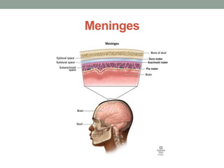 Meninges
 