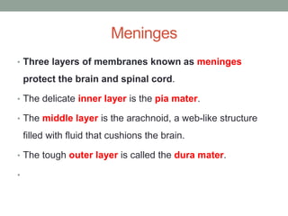 Meninges
• Three layers of membranes known as meninges
protect the brain and spinal cord.
• The delicate inner layer is the pia mater.
• The middle layer is the arachnoid, a web-like structure
filled with fluid that cushions the brain.
• The tough outer layer is called the dura mater.
•
 