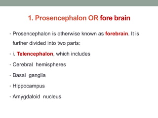 1. Prosencephalon OR fore brain
• Prosencephalon is otherwise known as forebrain. It is
further divided into two parts:
• i. Telencephalon, which includes
• Cerebral hemispheres
• Basal ganglia
• Hippocampus
• Amygdaloid nucleus
 