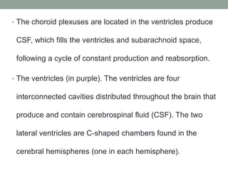 • The choroid plexuses are located in the ventricles produce
CSF, which fills the ventricles and subarachnoid space,
following a cycle of constant production and reabsorption.
• The ventricles (in purple). The ventricles are four
interconnected cavities distributed throughout the brain that
produce and contain cerebrospinal fluid (CSF). The two
lateral ventricles are C-shaped chambers found in the
cerebral hemispheres (one in each hemisphere).
 