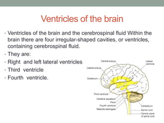 Ventricles of the brain
• Ventricles of the brain and the cerebrospinal fluid Within the
brain there are four irregular-shaped cavities, or ventricles,
containing cerebrospinal fluid.
• They are:
• Right and left lateral ventricles
• Third ventricle
• Fourth ventricle.
 