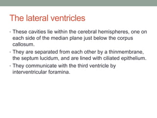 The lateral ventricles
• These cavities lie within the cerebral hemispheres, one on
each side of the median plane just below the corpus
callosum.
• They are separated from each other by a thinmembrane,
the septum lucidum, and are lined with ciliated epithelium.
• They communicate with the third ventricle by
interventricular foramina.
 