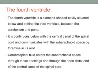 The fourth ventricle
• The fourth ventricle is a diamond-shaped cavity situated
below and behind the third ventricle, between the
cerebellum and pons.
• It is continuous below with the central canal of the spinal
cord and communicates with the subarachnoid space by
foramina in its roof.
• Cerebrospinal fluid enters the subarachnoid space
through these openings and through the open distal end
of the central canal of the spinal cord.
 