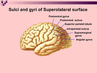 Nervous system terminal brain | PPT
