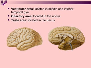 Uncus Temporal Nervous system terminal brain | PPT