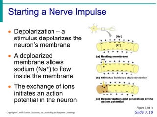Depolarizing Ramp nervous system (3).ppt