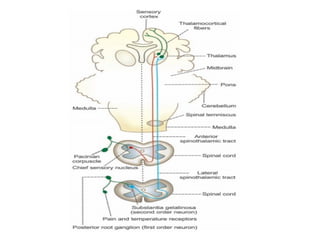 Comprehensive Overview of Spinal Cord Tracts and Their Functions | PPTX