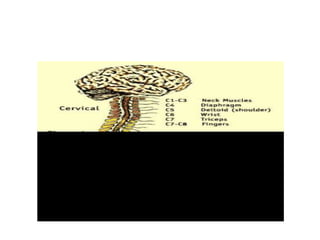 There can be joint and bone deformities and contractures (permanently fixed, tight muscles and joints). 