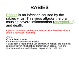 RABIESRabies is an infection caused by the rabies virus. This virus attacks the brain, causing severe inflammation (encephalitis) and death. A person or animal can become infected with the rabies virus in one of a few ways, including: Bites 