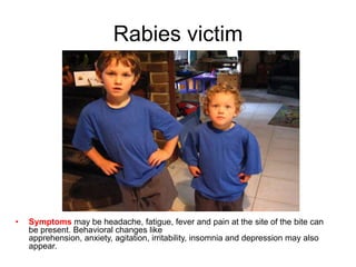 Bites from a rabid animal (an animal with rabies) are the most common way in which rabies transmission occurs. Non-bite exposure and human-to-human exposure are both rare.