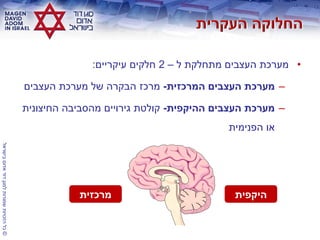 ©‫בישראל‬‫אדום‬‫דוד‬‫למגן‬‫שמורות‬‫הזכויות‬‫כל‬
•‫ל‬ ‫מתחלקת‬ ‫העצבים‬ ‫מערכת‬–2‫עיקריים‬ ‫חלקים‬:
–‫המרכזית‬ ‫העצבים‬ ‫מערכת‬-‫העצבים‬ ‫מערכת‬ ‫של‬ ‫הבקרה‬ ‫מרכז‬
–‫ההיקפית‬ ‫העצבים‬ ‫מערכת‬-‫החיצונית‬ ‫מהסביבה‬ ‫גירויים‬ ‫קולטת‬
‫הפנימית‬ ‫או‬
‫היקפית‬‫מרכזית‬
 