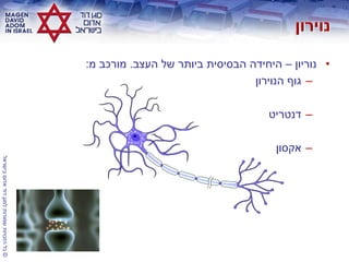 ©‫בישראל‬‫אדום‬‫דוד‬‫למגן‬‫שמורות‬‫הזכויות‬‫כל‬
•‫נוריון‬–‫העצב‬ ‫של‬ ‫ביותר‬ ‫הבסיסית‬ ‫היחידה‬.‫מ‬ ‫מורכב‬:
–‫הנוירון‬ ‫גוף‬
–‫דנטריט‬
–‫אקסון‬
 