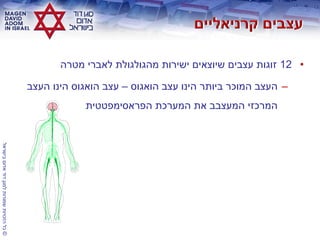 ©‫בישראל‬‫אדום‬‫דוד‬‫למגן‬‫שמורות‬‫הזכויות‬‫כל‬
•12‫מטרה‬ ‫לאברי‬ ‫מהגולגולת‬ ‫ישירות‬ ‫שיוצאים‬ ‫עצבים‬ ‫זוגות‬
–‫הואגוס‬ ‫עצב‬ ‫הינו‬ ‫ביותר‬ ‫המוכר‬ ‫העצב‬–‫העצב‬ ‫הינו‬ ‫הואגוס‬ ‫עצב‬
‫הפראסימפטטית‬ ‫המערכת‬ ‫את‬ ‫המעצבב‬ ‫המרכזי‬
 
