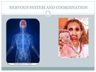 NERVOUS SYSTEM AND COORDINATION

 