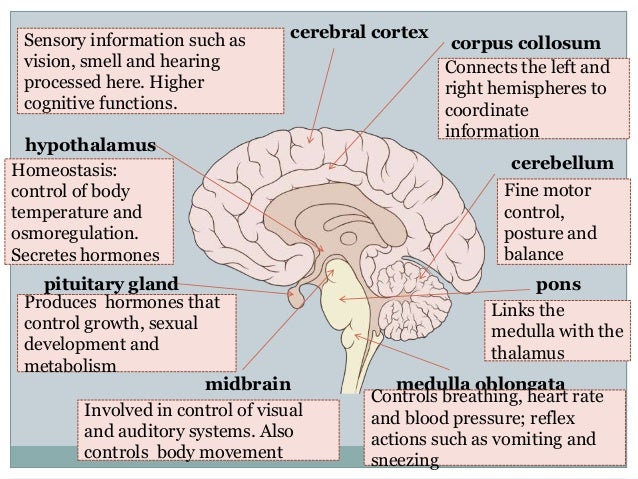 which part of the brain controls emotion