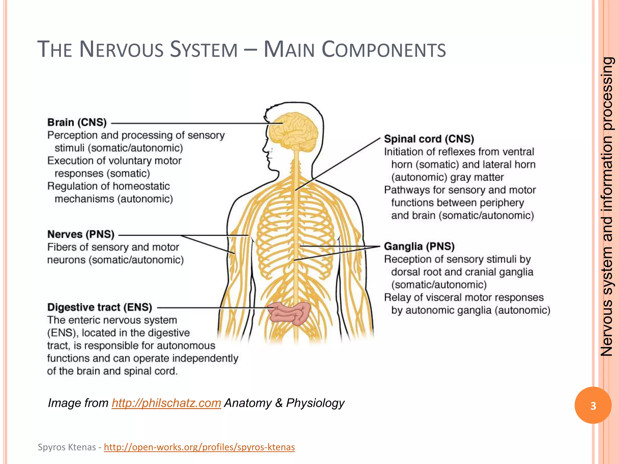 Nervous system and information processing | PPTX