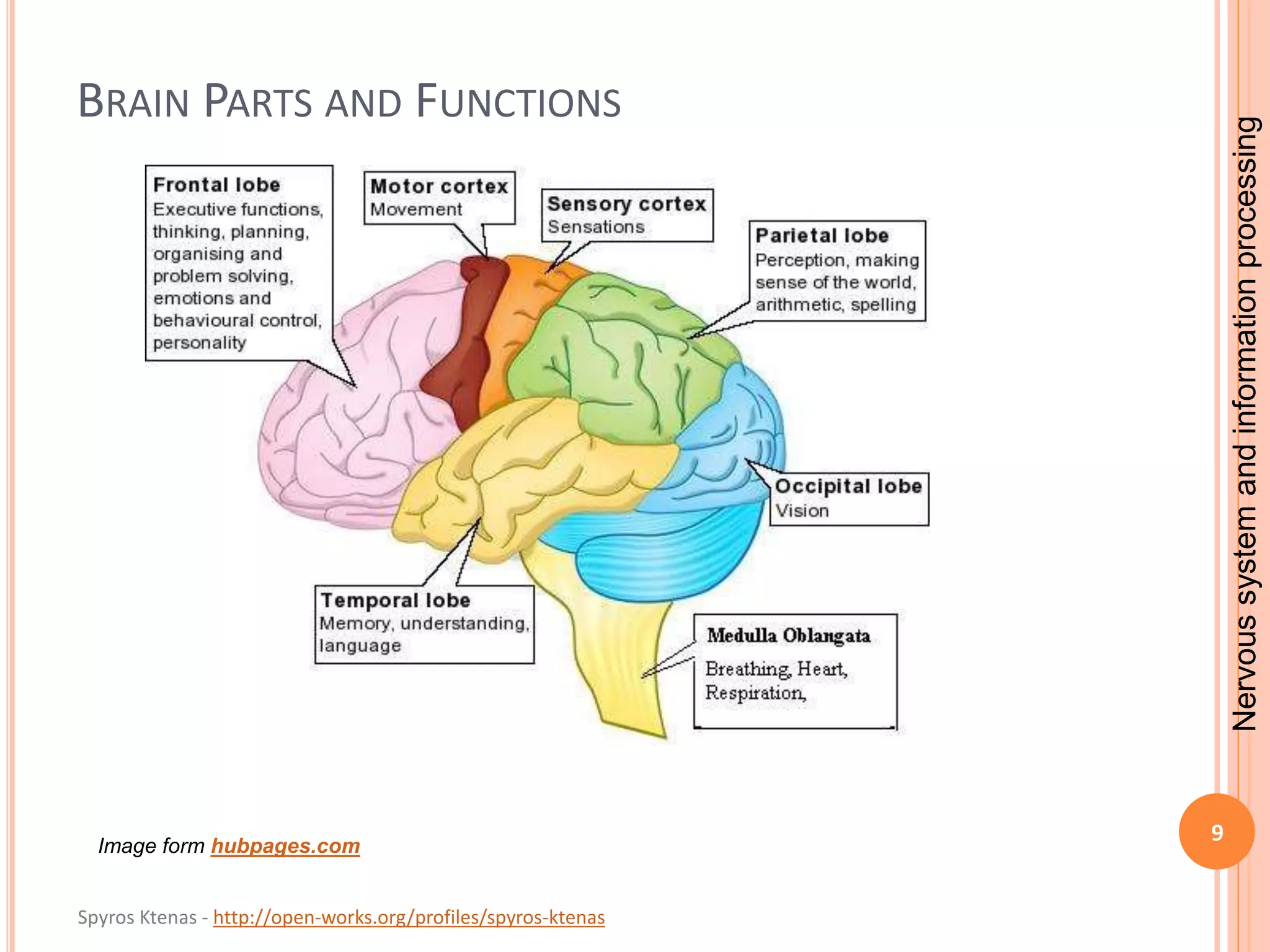 Nervous system and information processing | PPTX